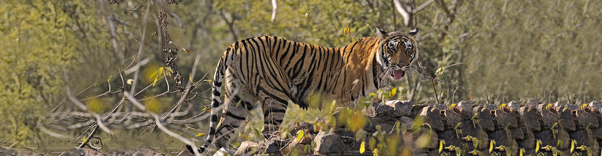 tigers image3